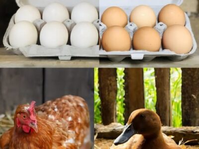 Œufs Canard vs Poule : Découvrez le Meilleur Choix pour Vos Recettes !