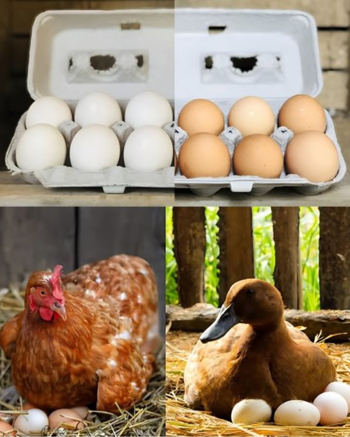 Œufs Canard vs Poule : Découvrez le Meilleur Choix pour Vos Recettes ! 2 Œufs Canard vs Poule