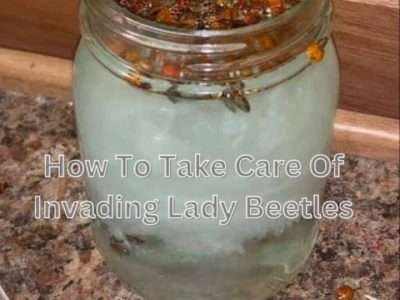 Piège Insectes Maison Efficace : Protégez Votre Habitation