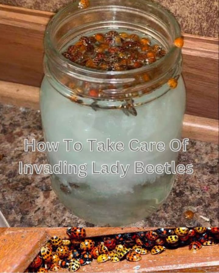 Piège Insectes Maison Efficace : Protégez Votre Habitation 2 Piège Insectes Maison