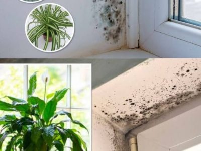 Plantes Anti-Moisissure Intérieures : Le Meilleur pour Votre Santé