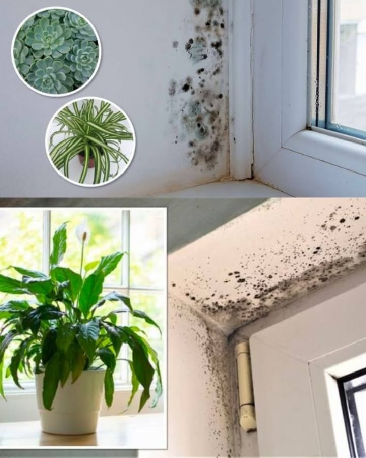 Plantes Anti-Moisissure Intérieures : Le Meilleur pour Votre Santé 2 Plantes Anti-Moisissure Intérieures